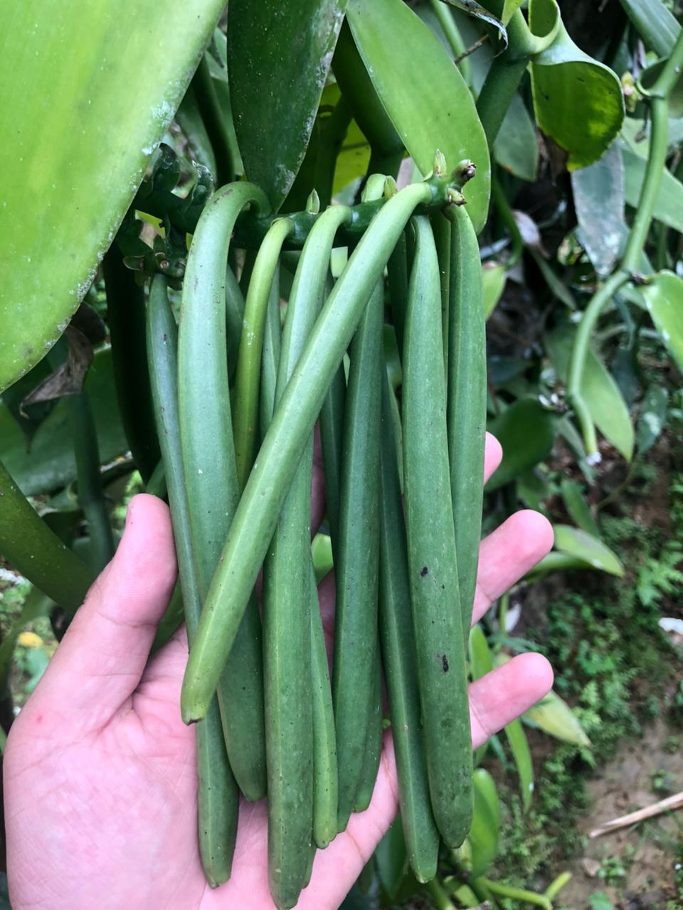 Vanilla planifolia vine growing at our East Java origin
