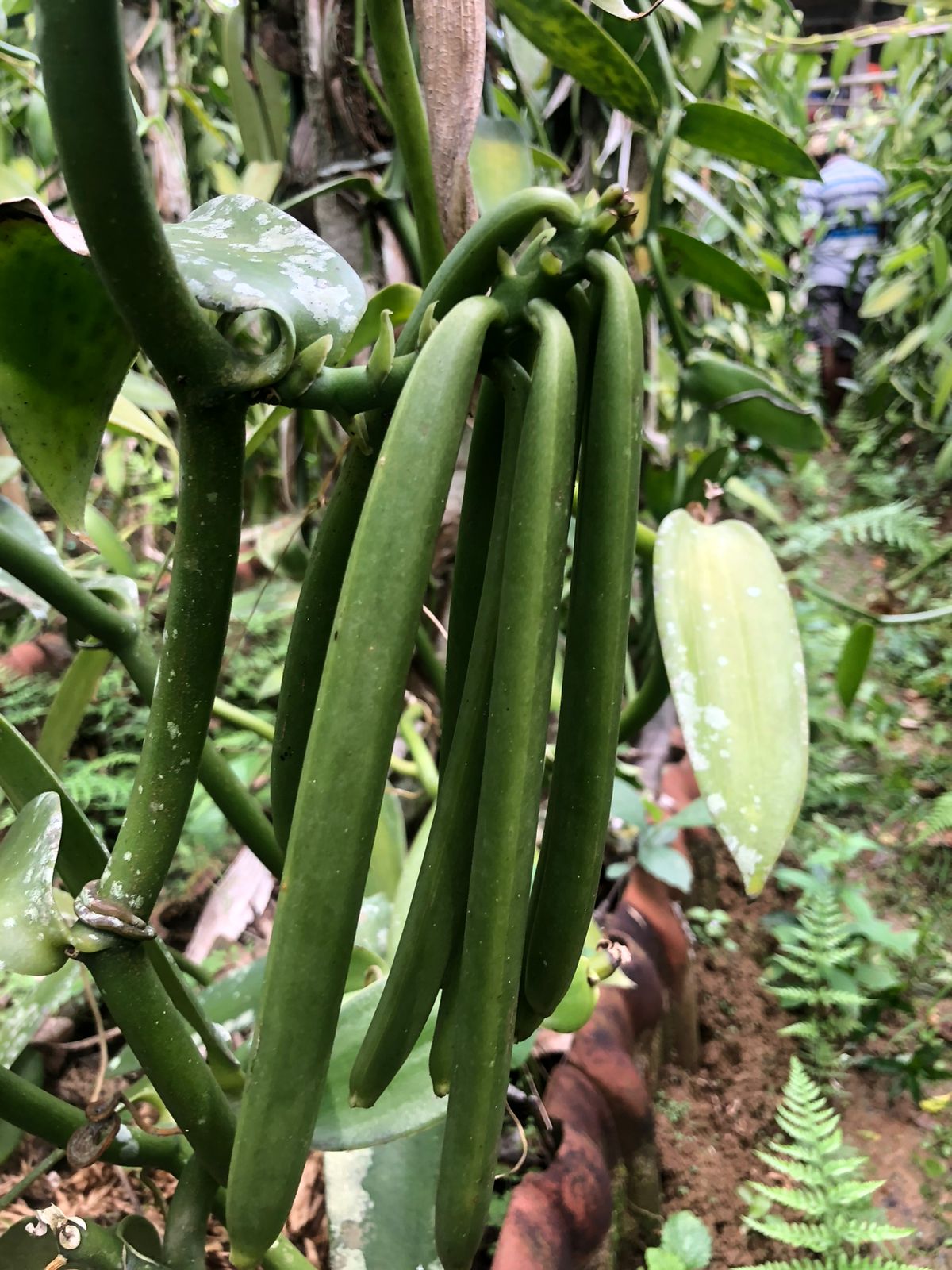 Vanilla planifolia vine growing in East Java, Indonesia